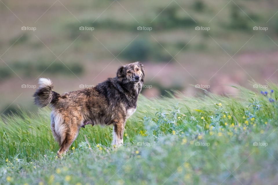 The dog  watching me in the field