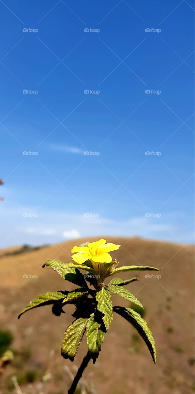 Beautiful yellow flower on the top of the mountain, beauty in the sunlight and scarcity of water, it looks like a wallpaper with beautiful blue of the sky