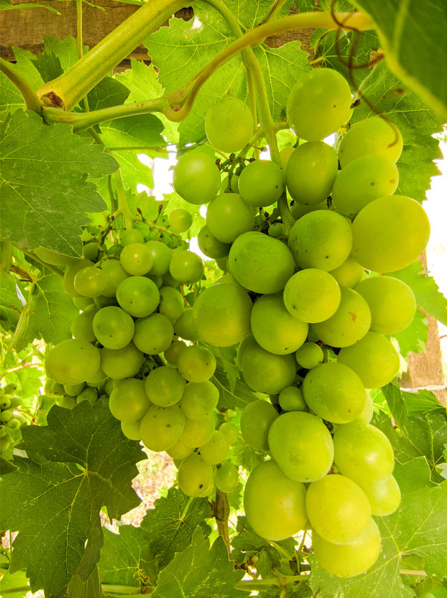 Bunches of ripening green grapes