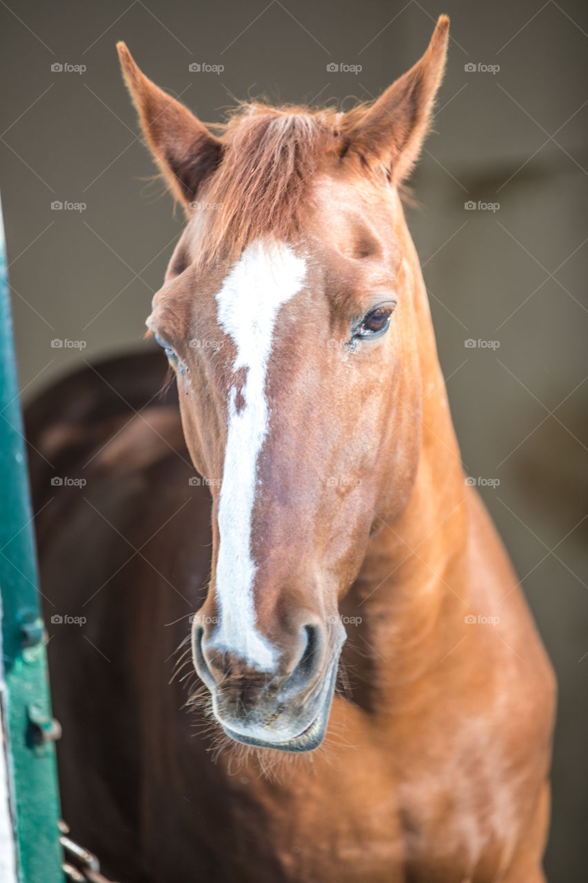 Mammal, Animal, Portrait, Horse, Farm