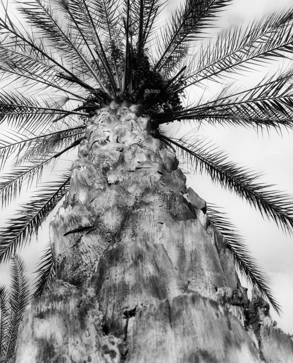 Palm tree black and white