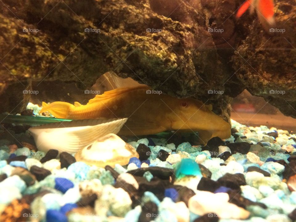 Albino sucker fish