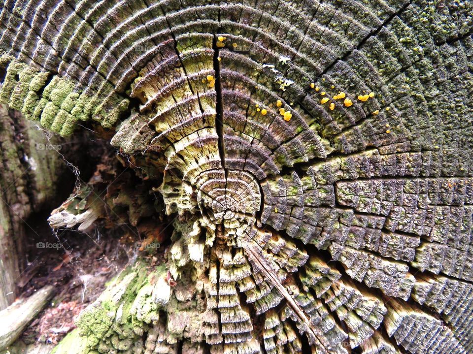 tree trunk