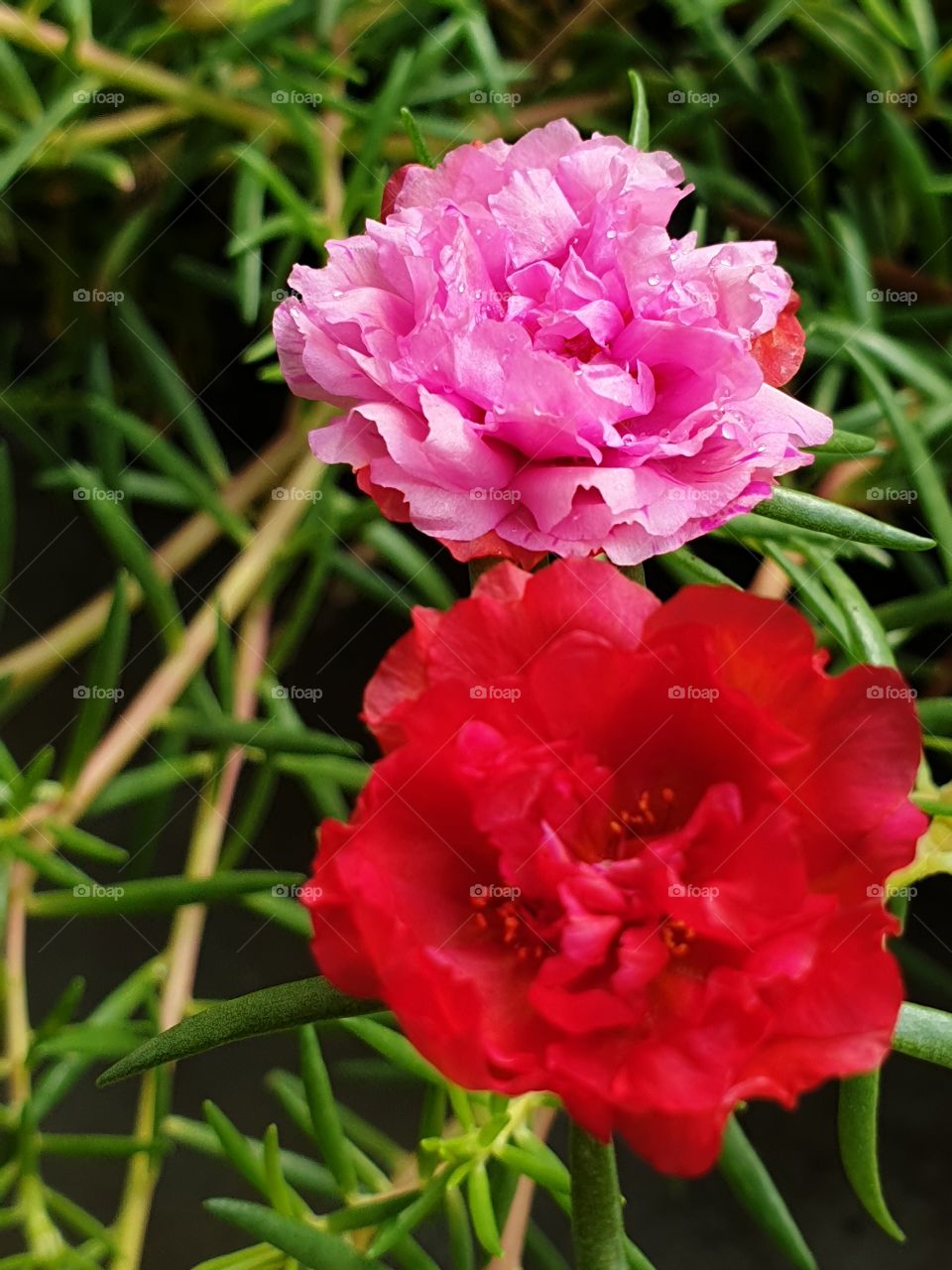 the portulaca grandiflora