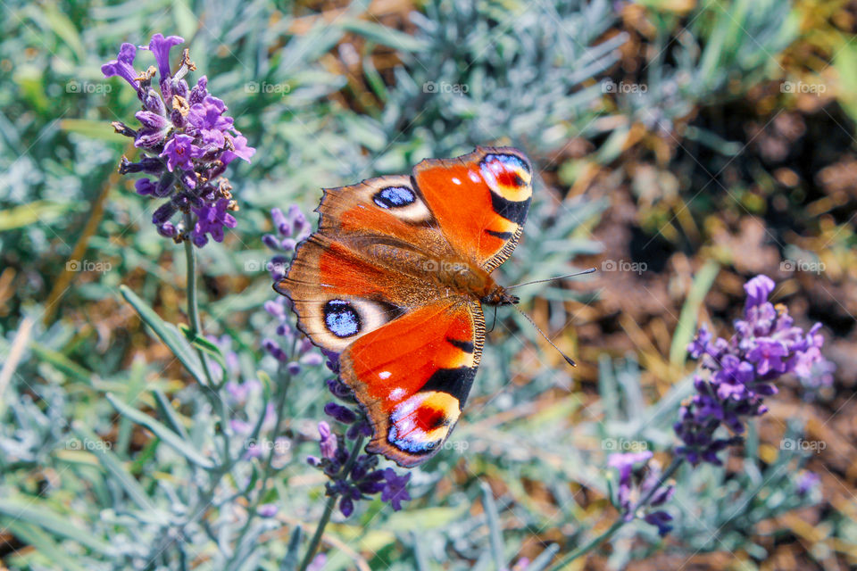 Butterfly at the lavender flower field