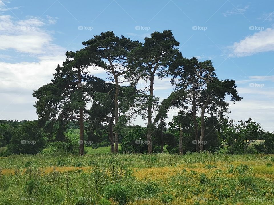Ring Of Trees,Hoddesdon, Hertfordshire