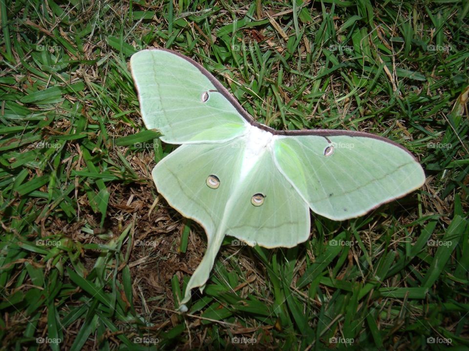 Beautiful Luna moth 