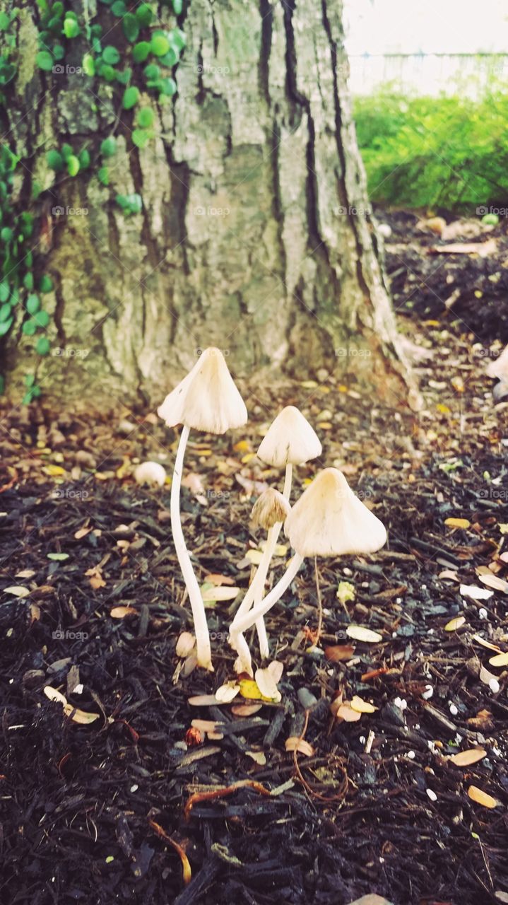 a family of mushrooms