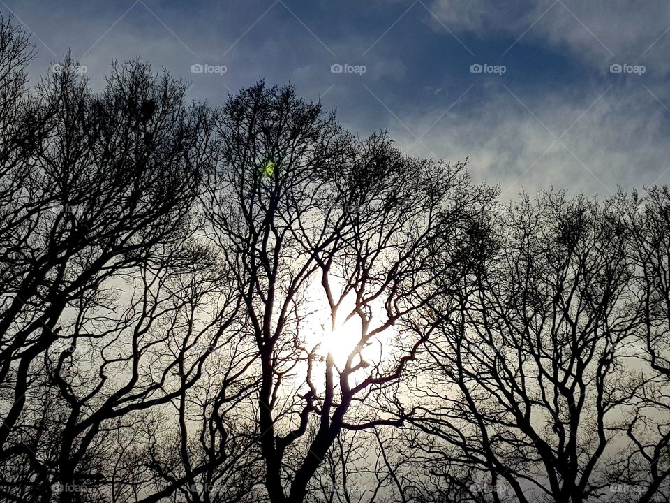 Sun behind trees