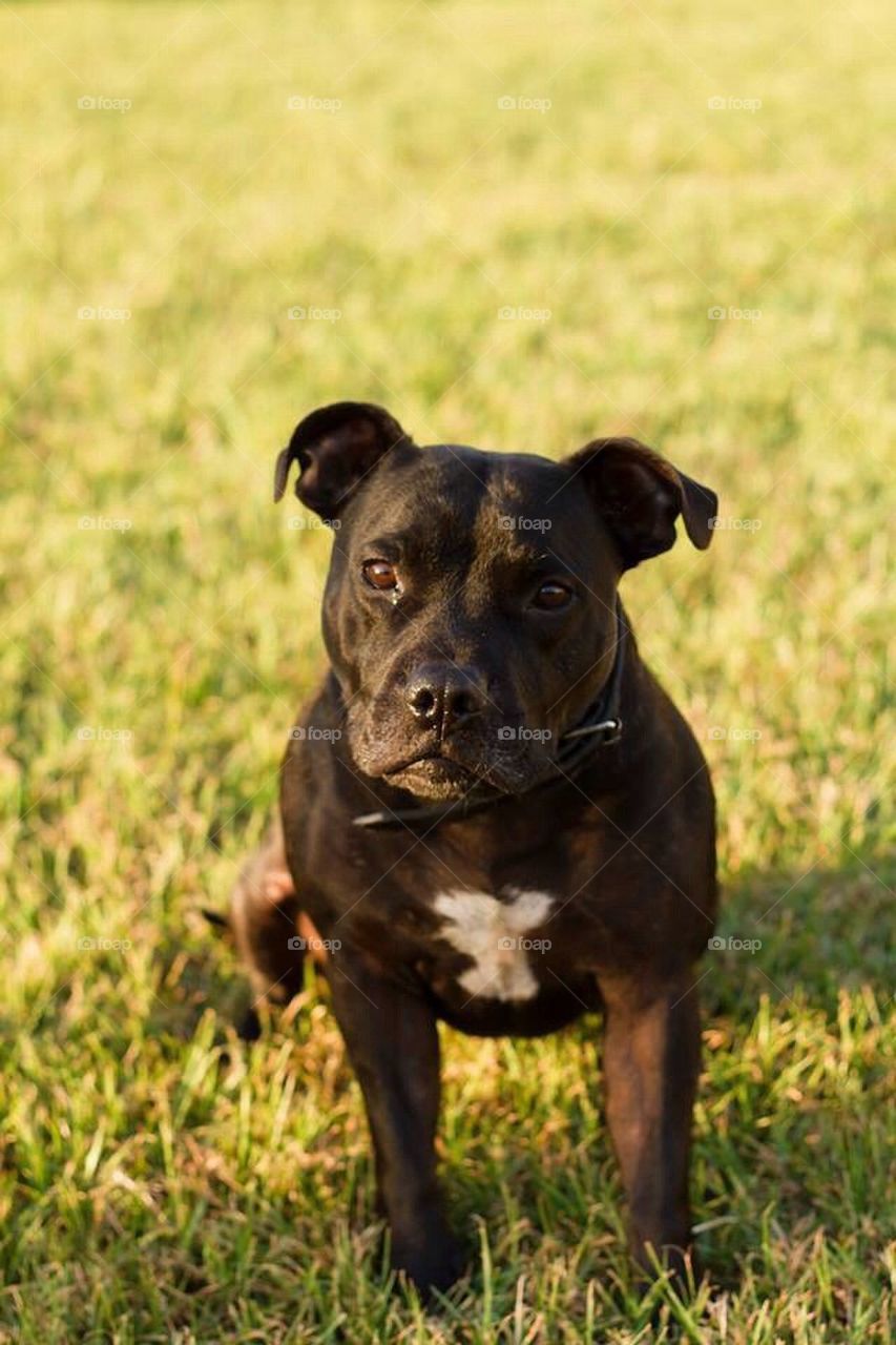 Cute Male Staffy 