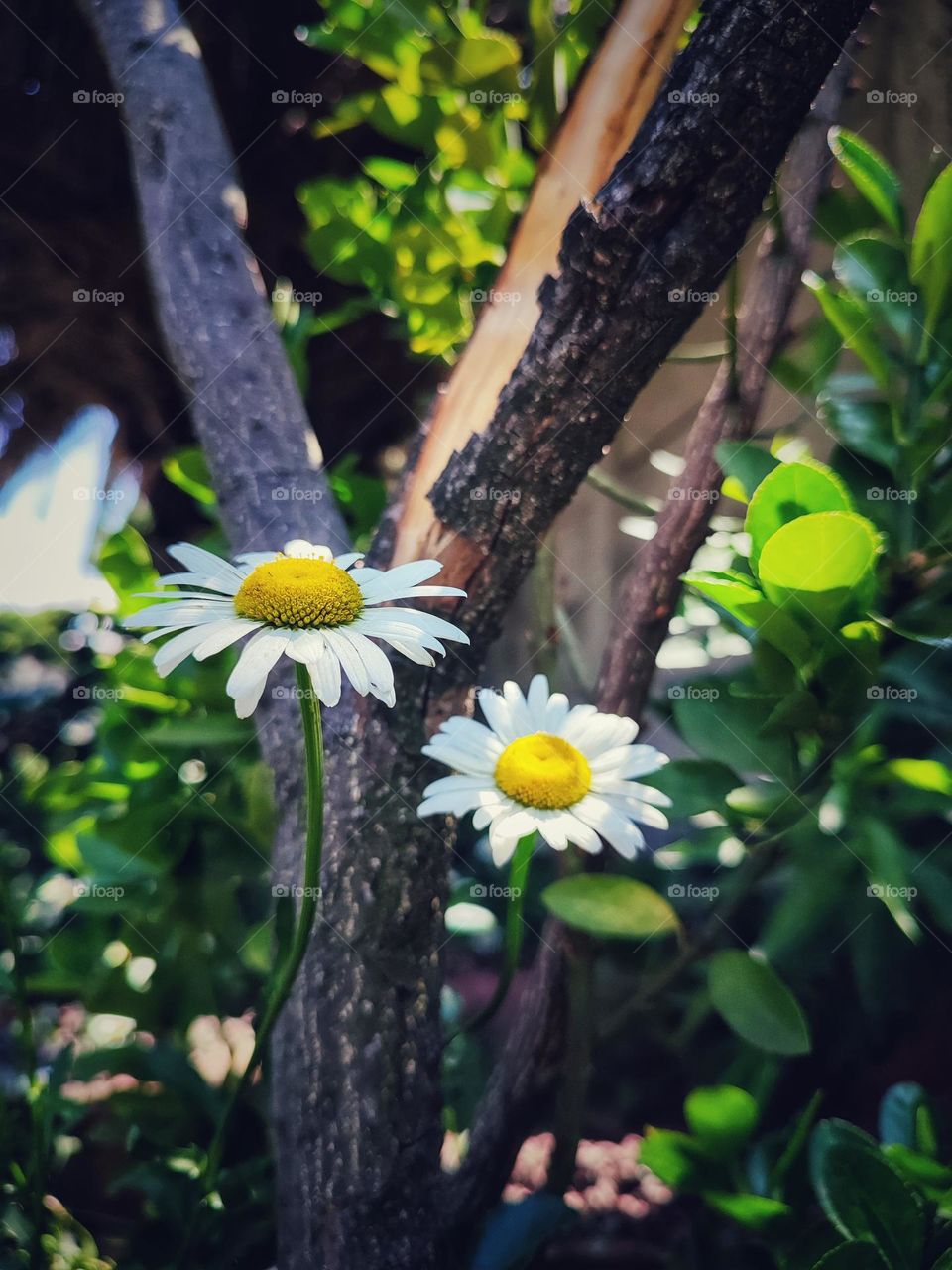 Daisy flowers in the garden