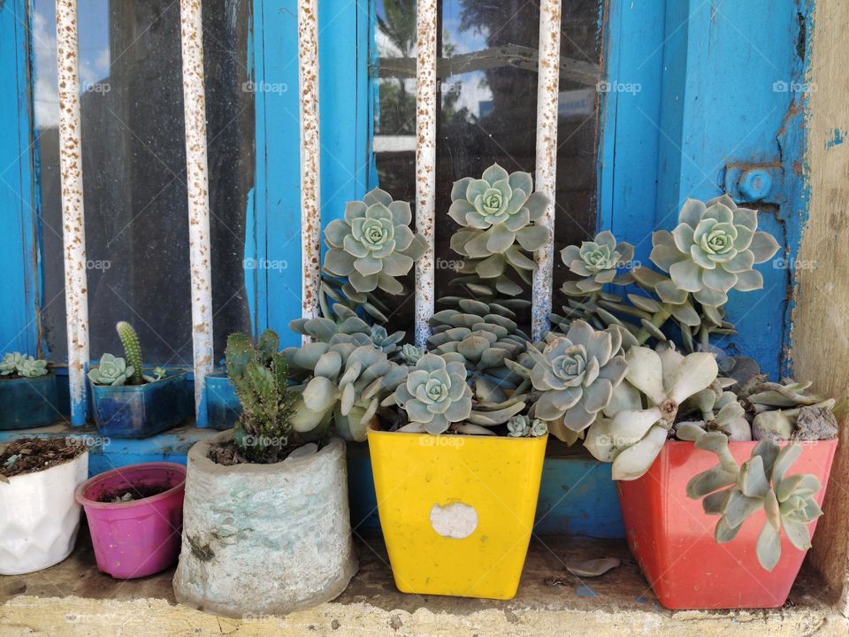 plants by the window of a plant lover