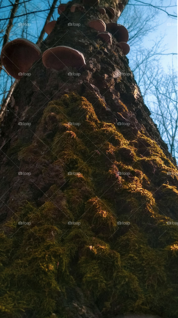 Moss on the tree in the forest
