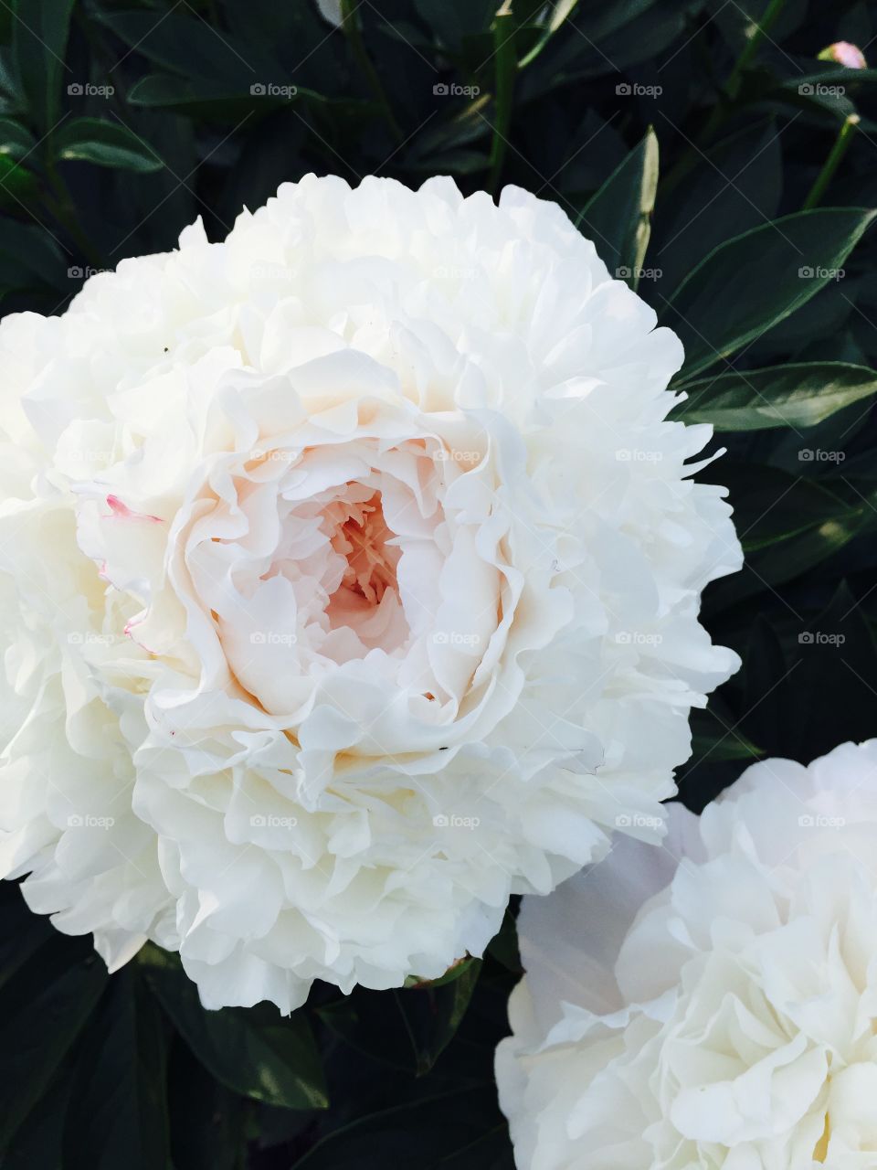 Light cream peony. Flowers grown in the light of the midnight sun. These beautiful blossoms grow and multiply in almost 23 hours of sun. 