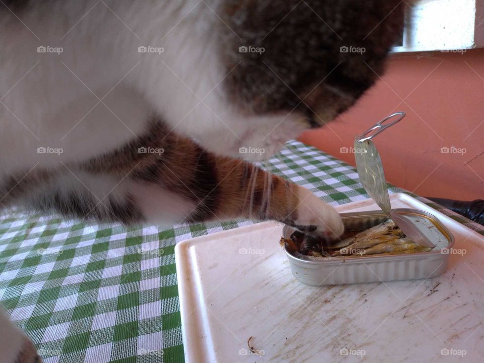 Gato cogiendo sardinas en lata