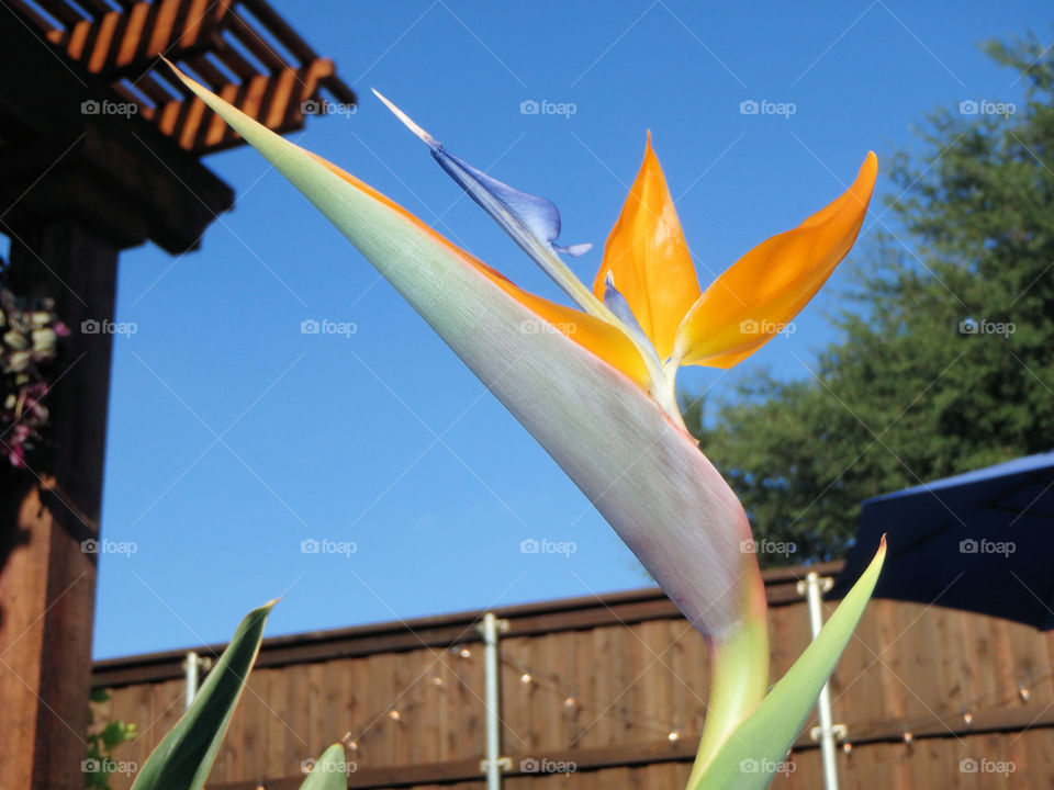 Bird of paradise bloom