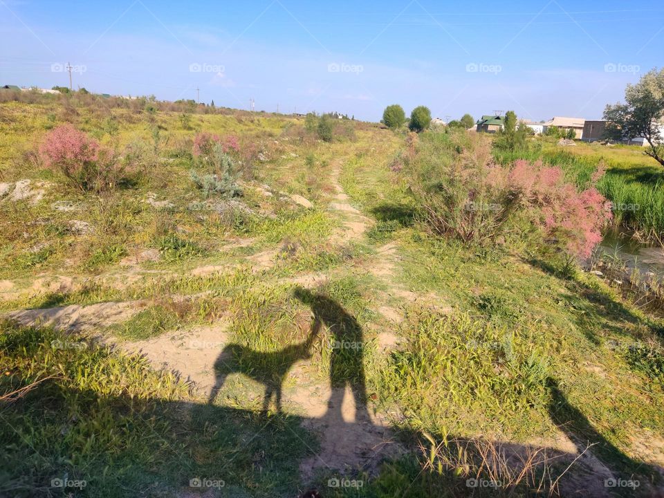 shadow from the sun where a person strokes a dog leaning towards her