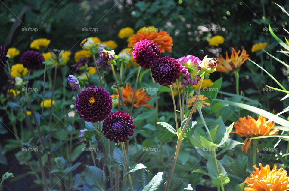 flowers