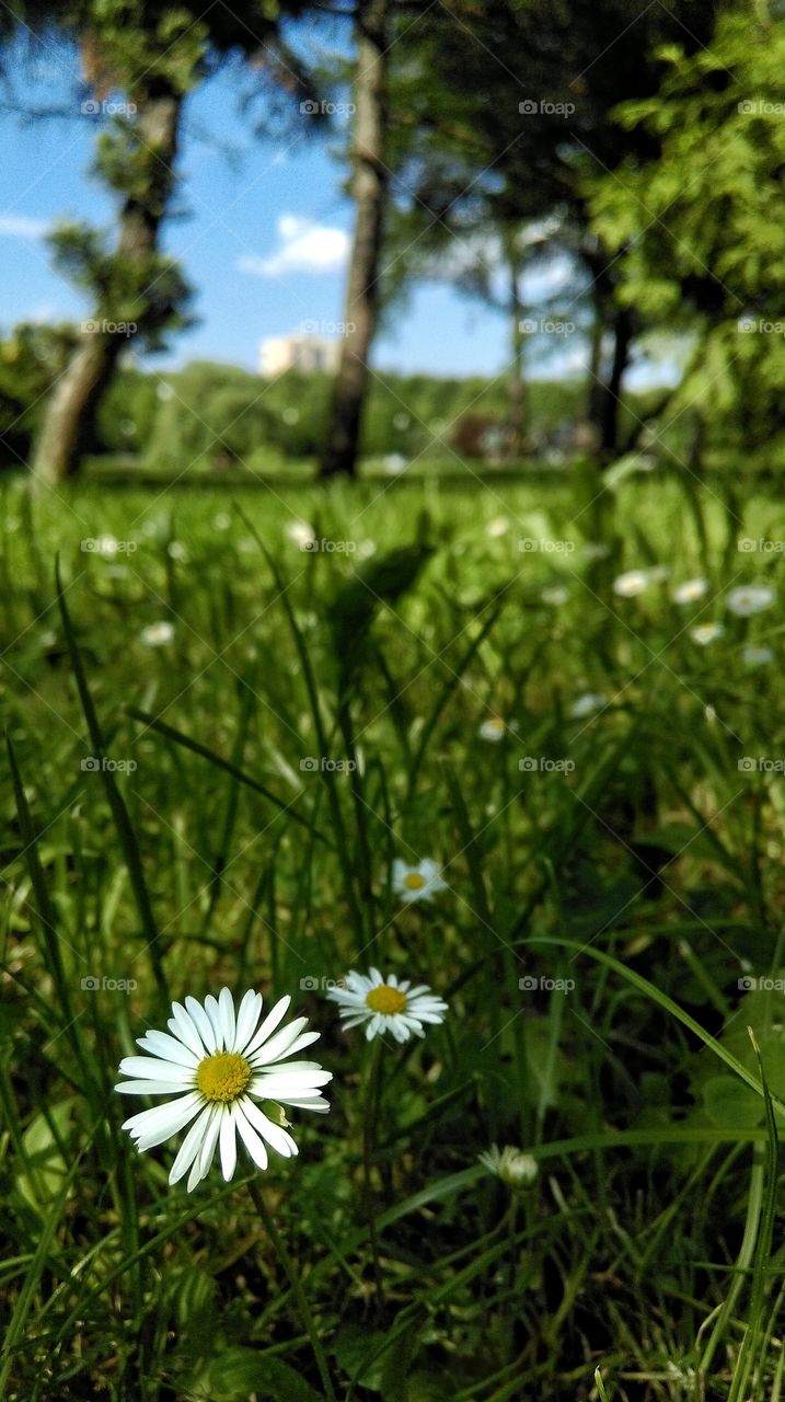 Nature, Grass, Summer, Flower, Hayfield