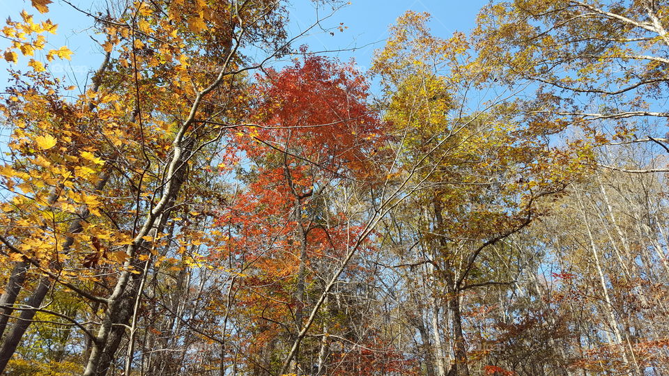 Fall Forest