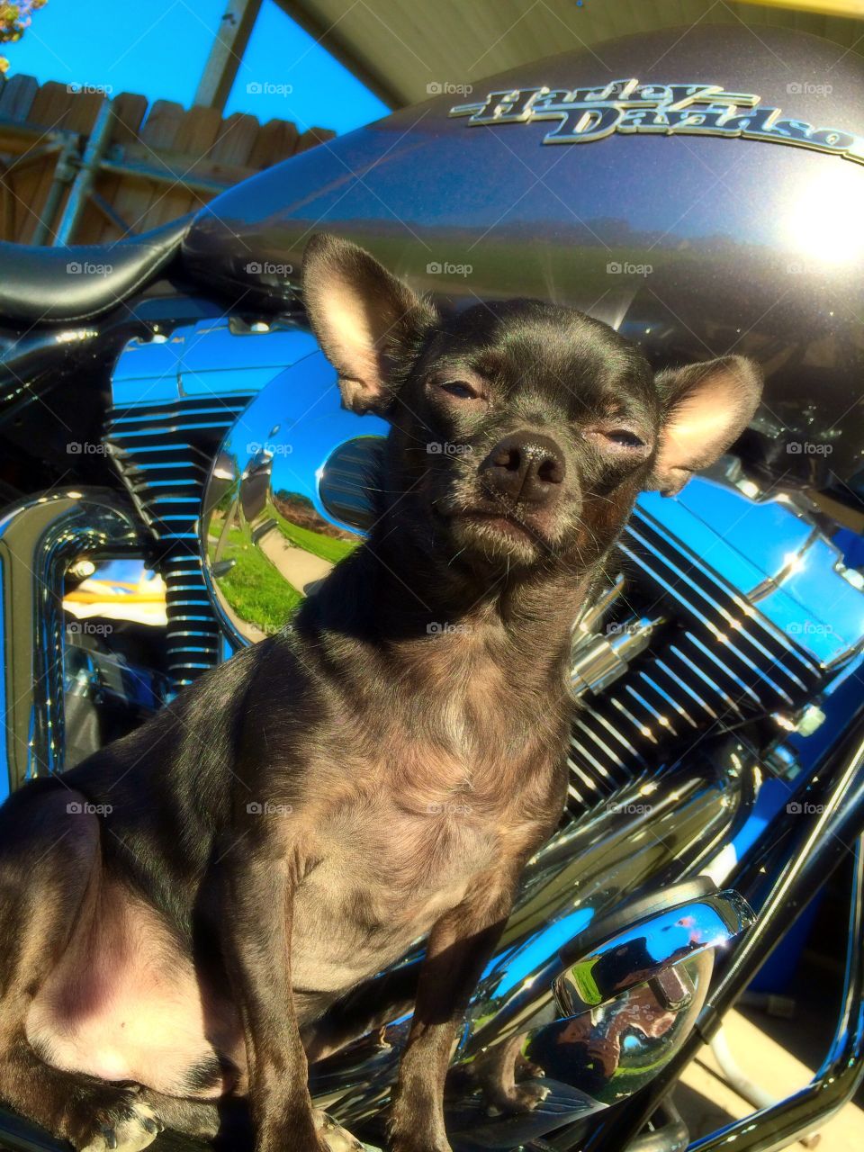 Chill biker pup