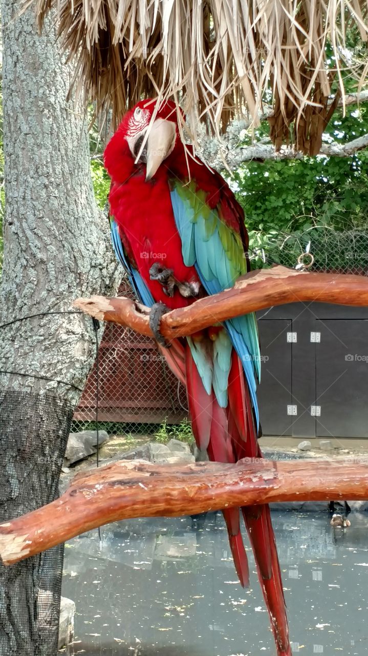 A Parrot at York Wild Kingdom in Maine