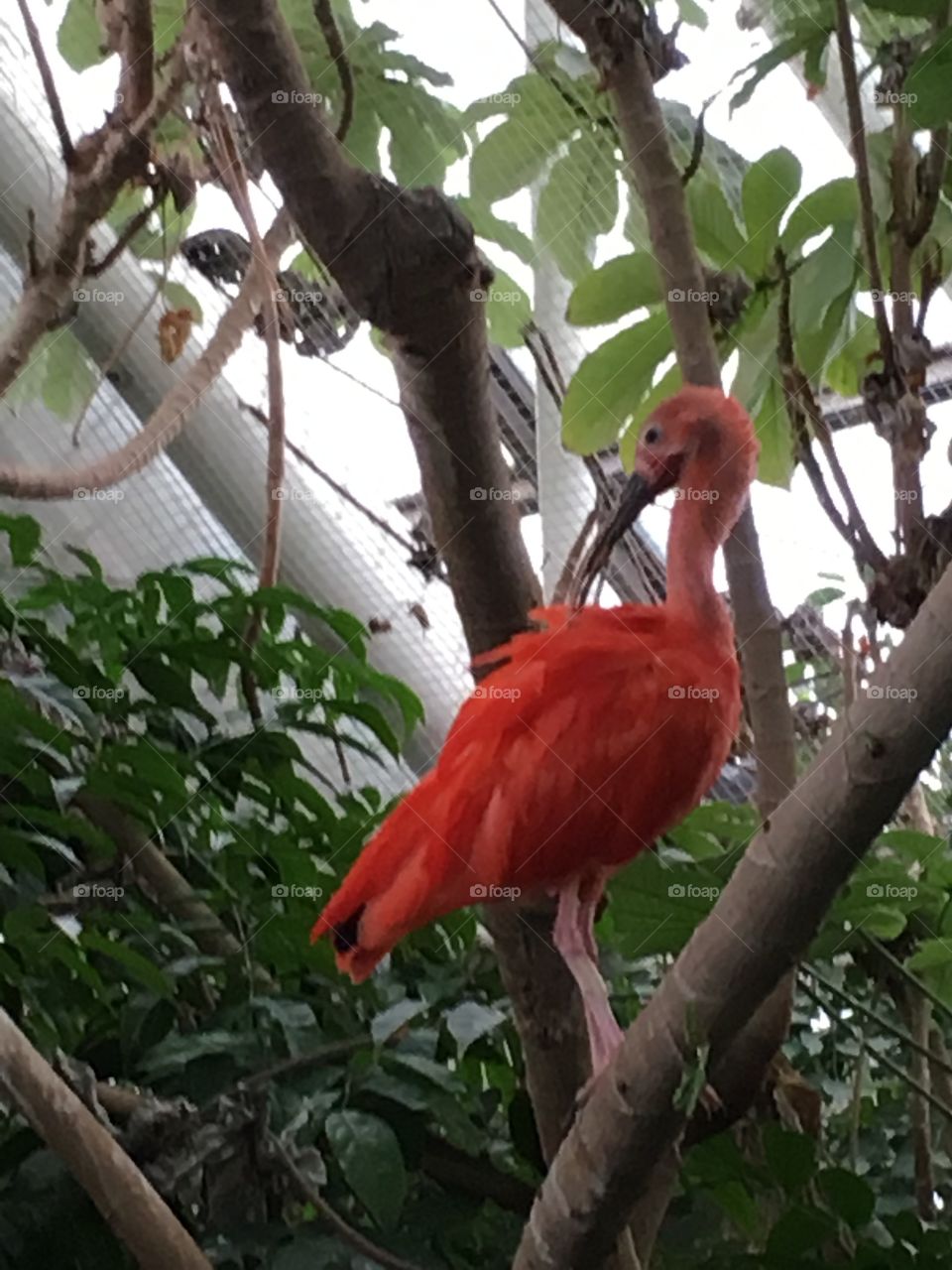Red bird on tree branch