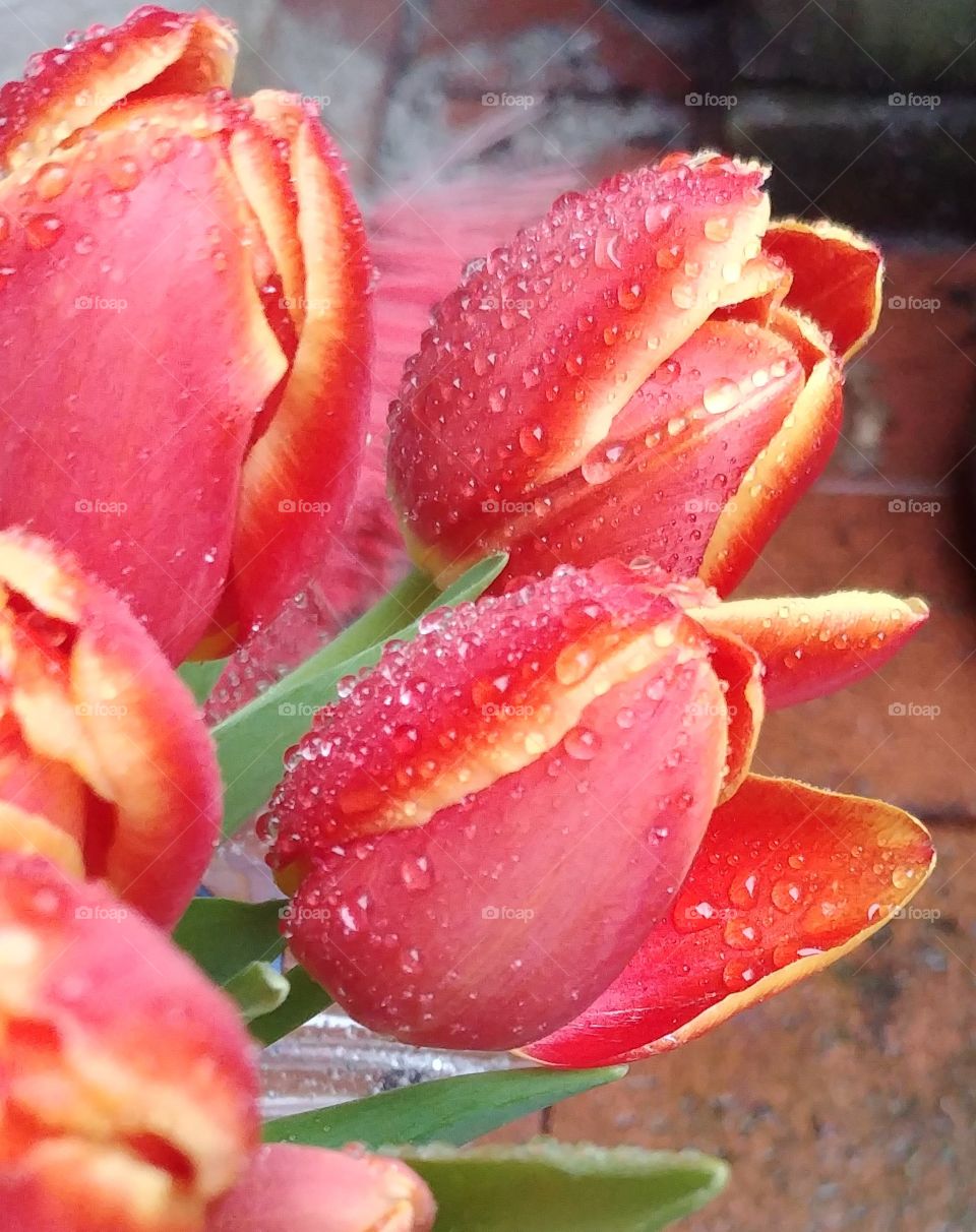 flower Frühling Blume blühen rot Tulpen gelb freude