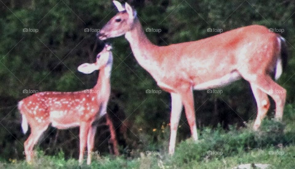 Fawn and Momma Love 