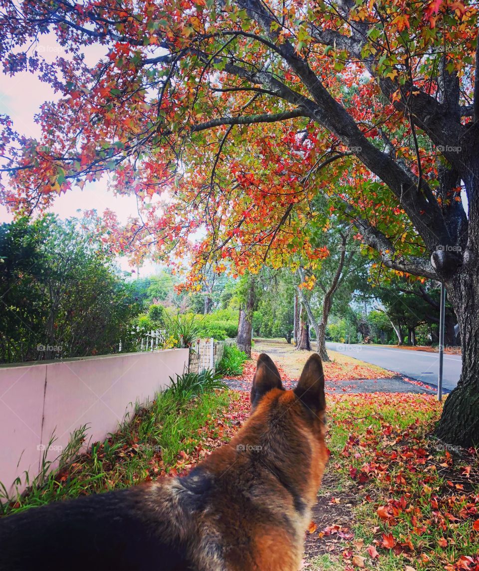 Walk in the Autumn leaves with German Shepherd 