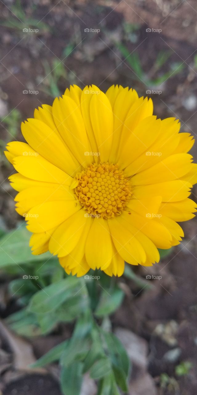 Golden flower