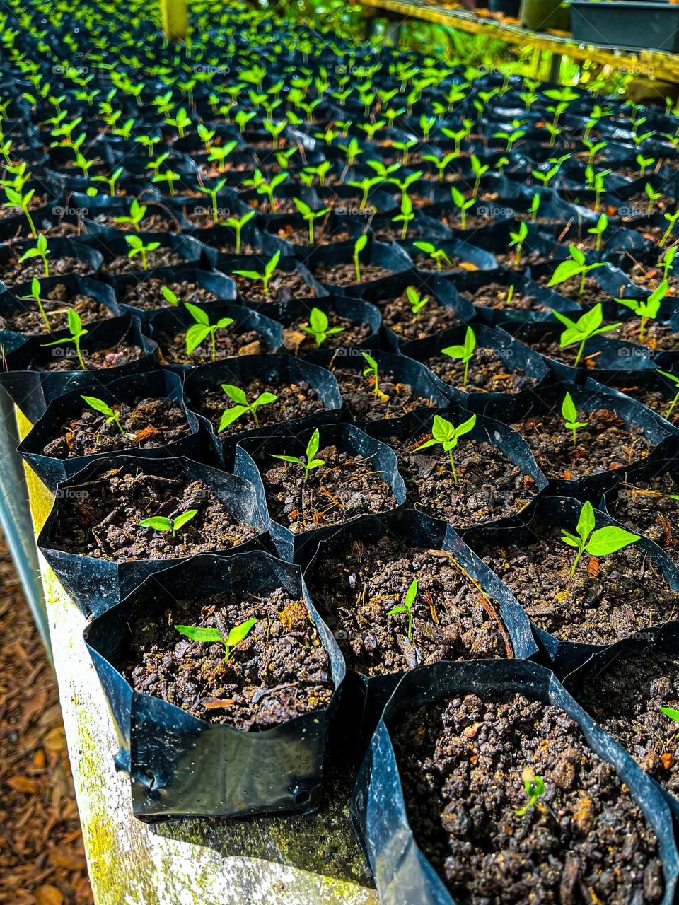 Seedlings in a black rectangle plastic bag. Farming or gardening activities 