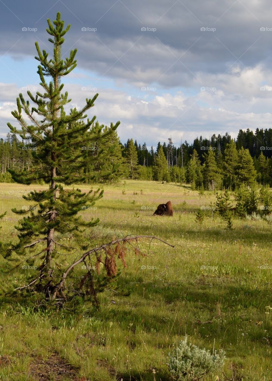 Wild bison resting in Yellowstone National Park