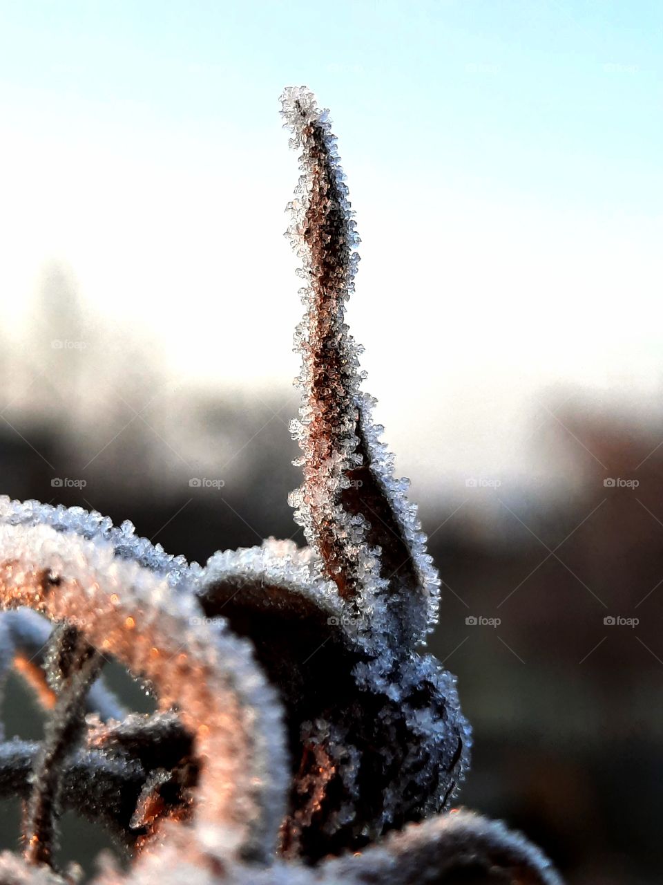 crystals of ice on confiture rose at dawn