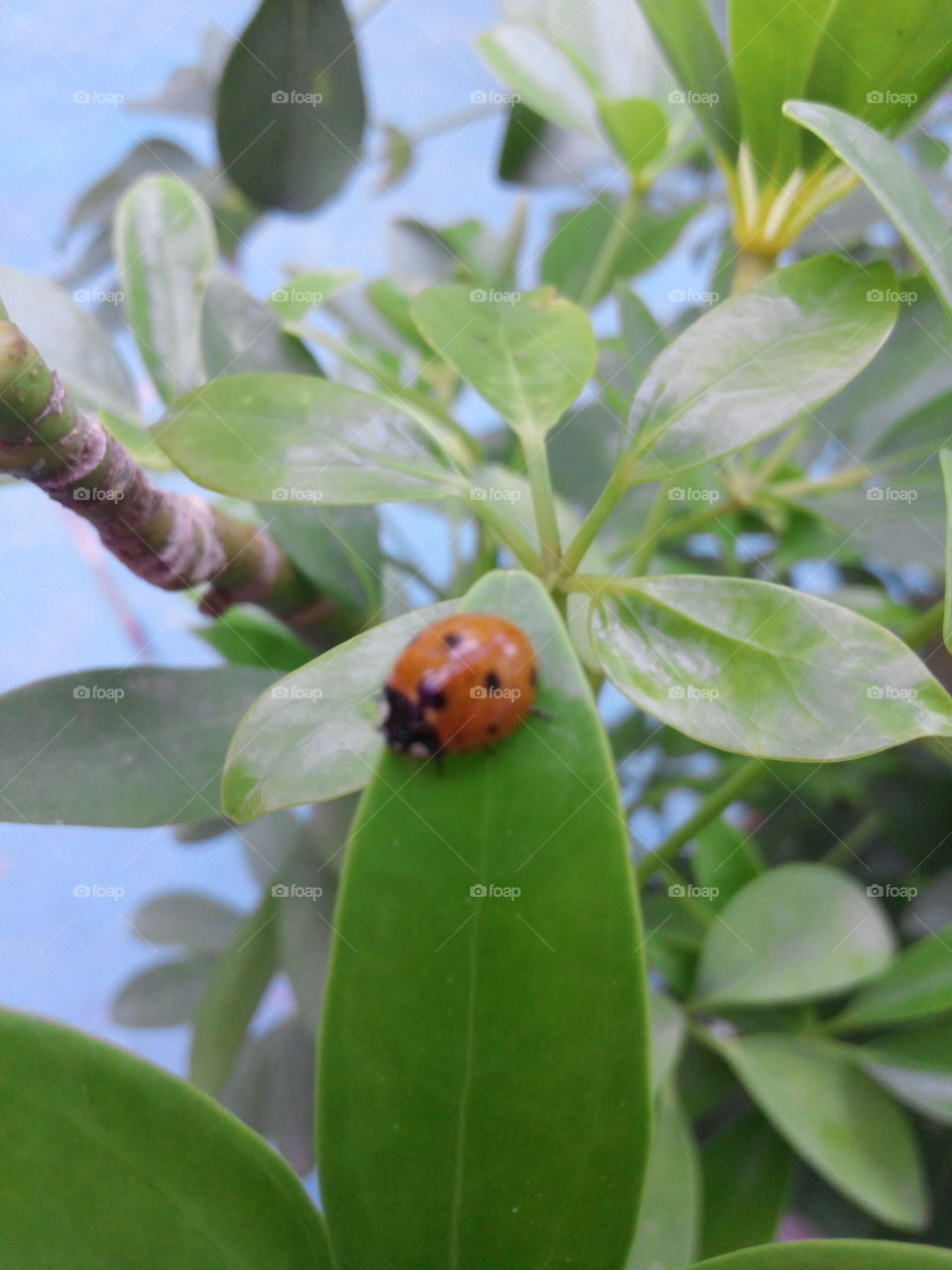 Lady birds