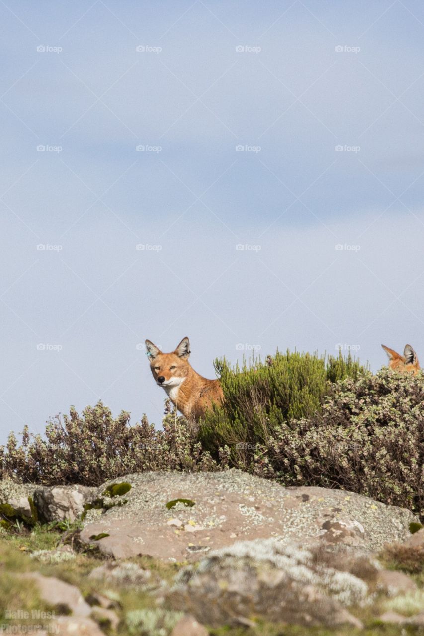 Dogs standing on rock