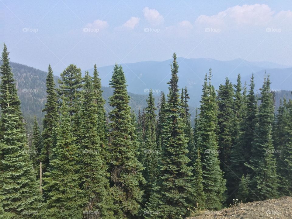 Trees along the Mountains in Manning Park, British Columbia, Canada 