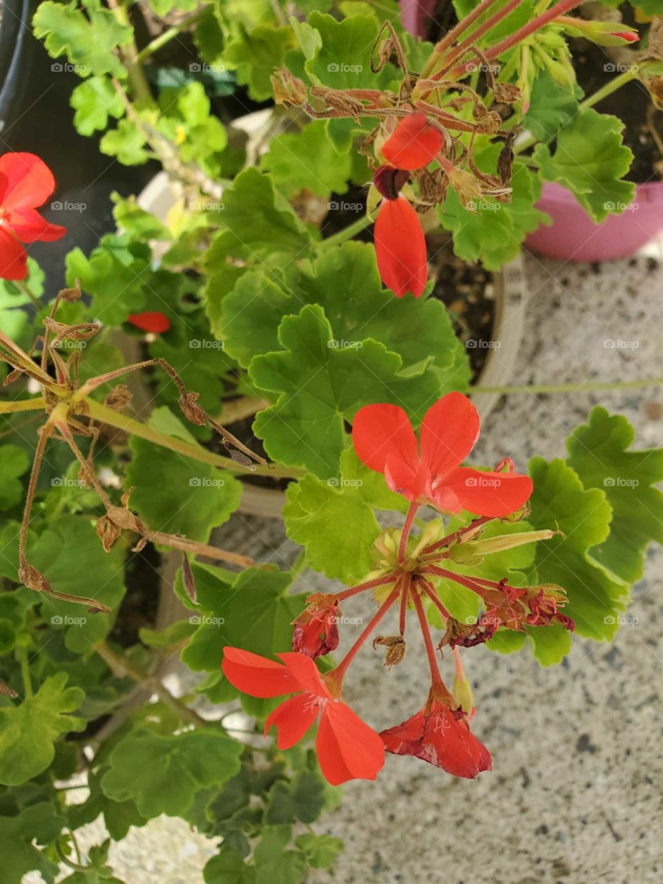 red geranium