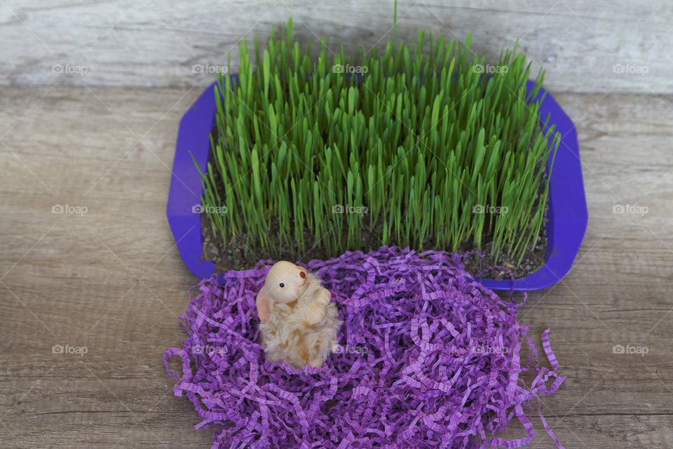 Rabbit and grass, purple decor