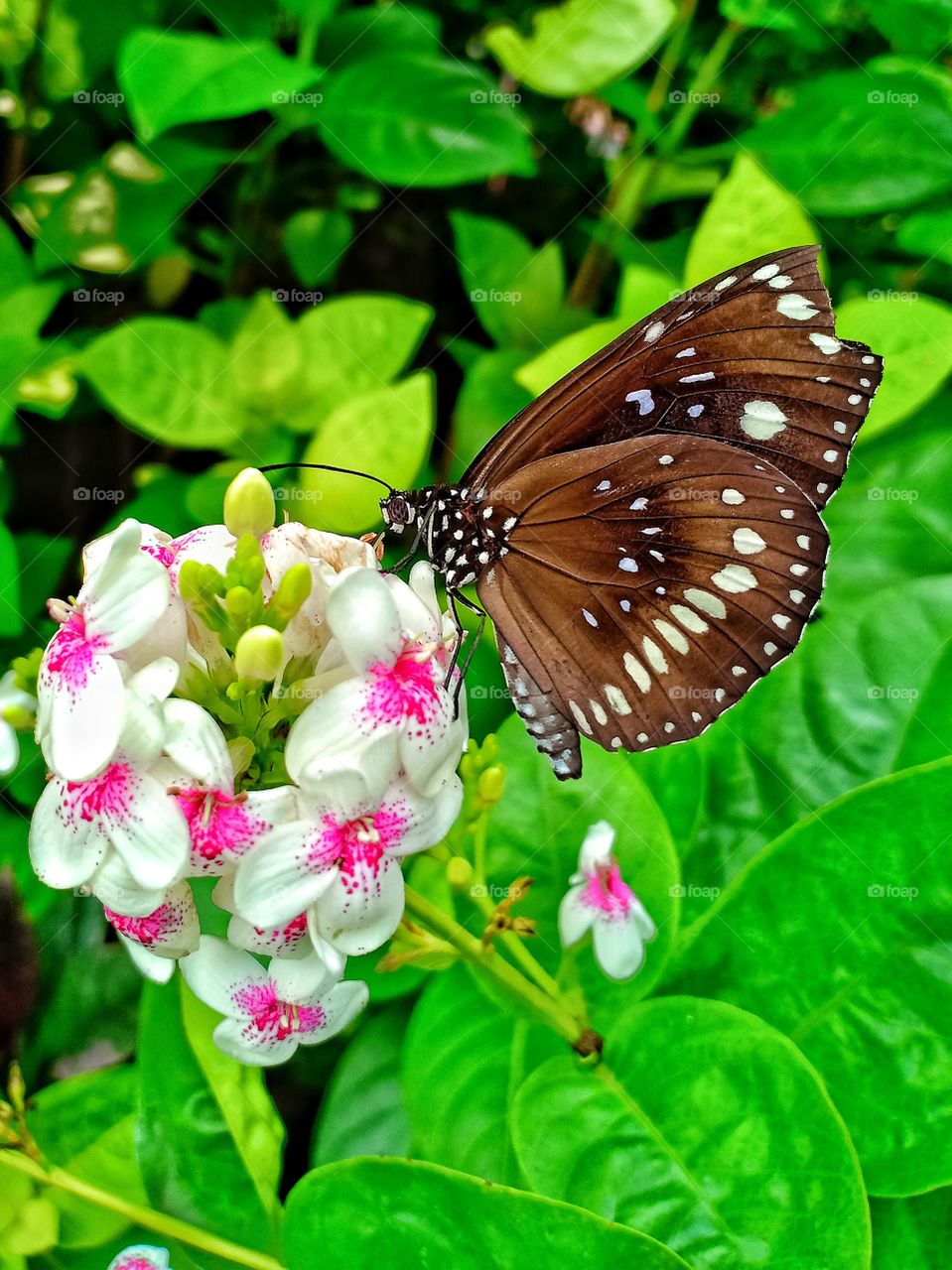 beauty of butterfly on the flower