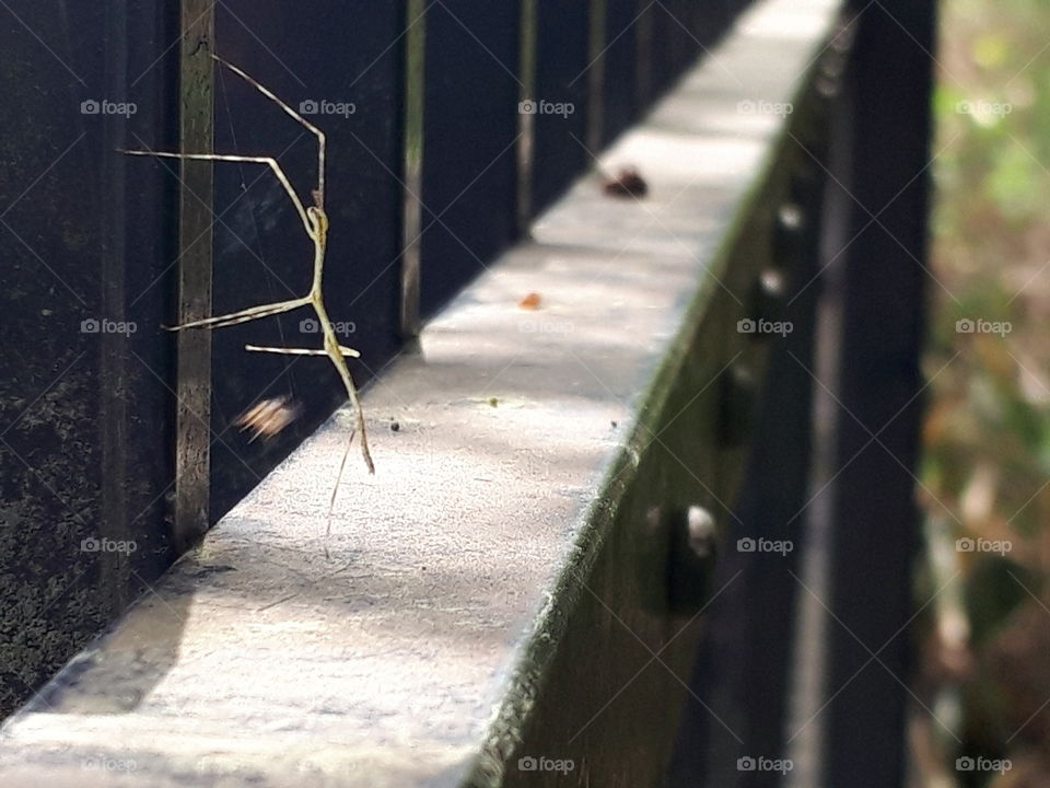 stick bug