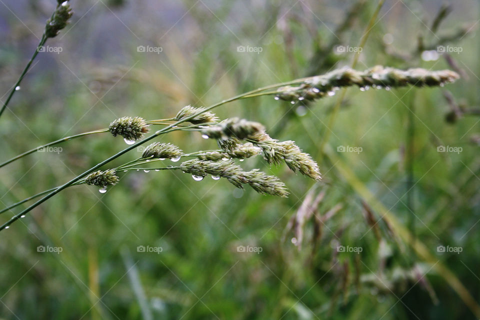 Rain grass