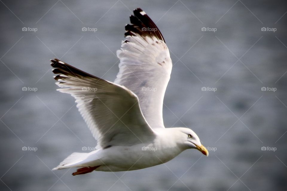 Seagull 