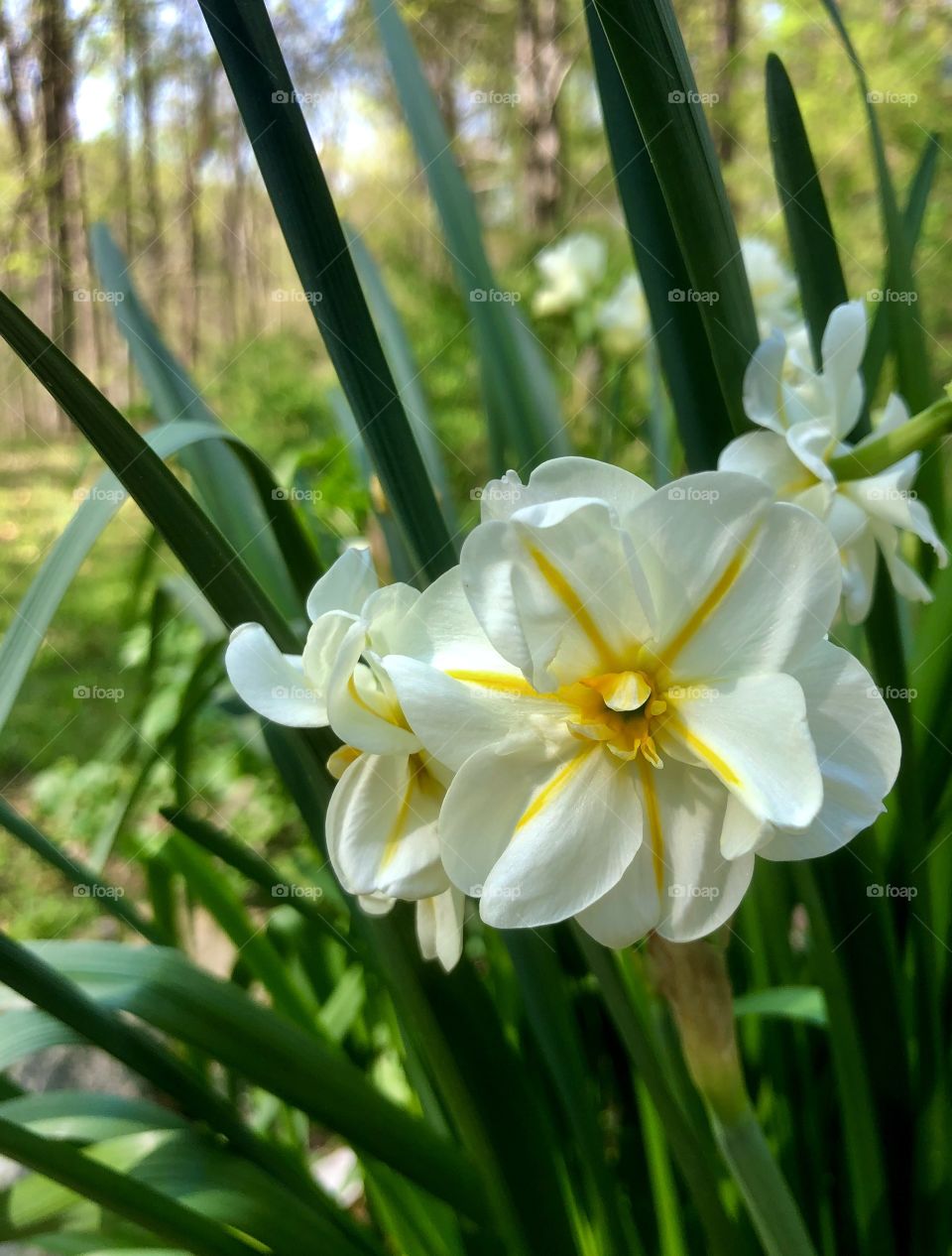 White and yellow daffodils 