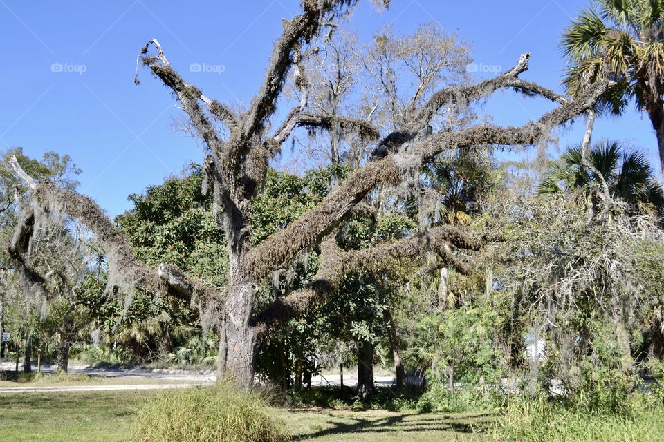 A huge tree with no leaves and large branches reaching in different directions against a clear blue sky 