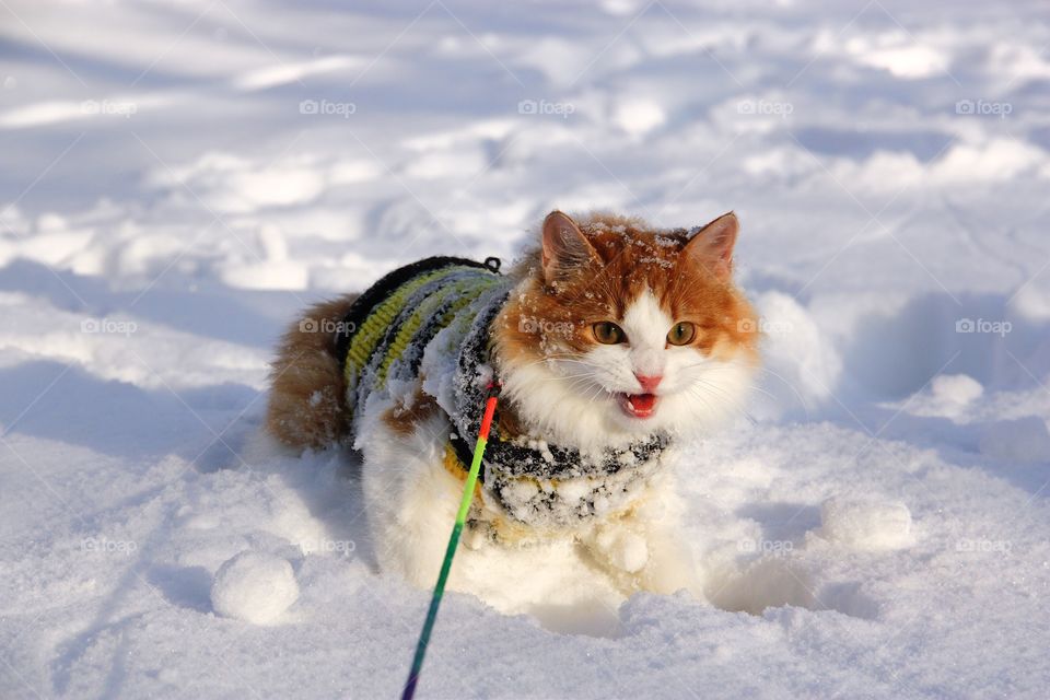 Norwegian forests kitten meow in snow