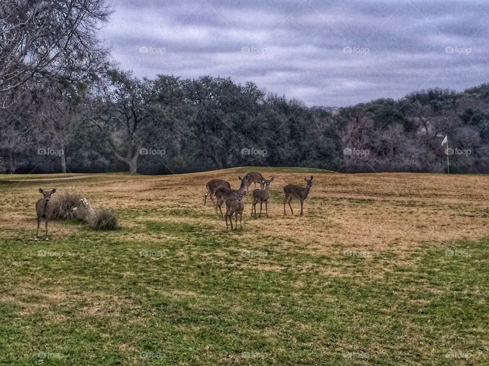 Deer on a grassy land