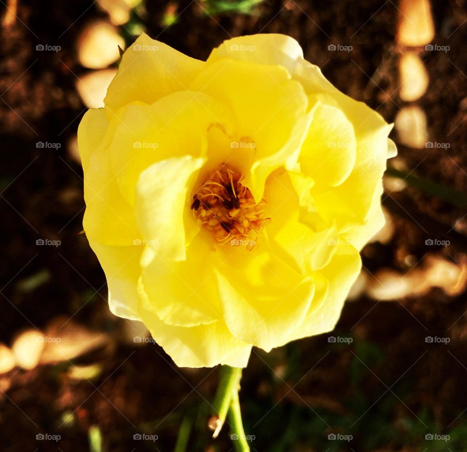 🌹 🇺🇸 Very beautiful flowers to brighten our day.  Live nature and its beauty. Did you like the delicate petals? / 🇧🇷 Flores muito bonitas para alegrar nosso dia. Viva a natureza e sua beleza. Gostaram das pétalas delicadas? 