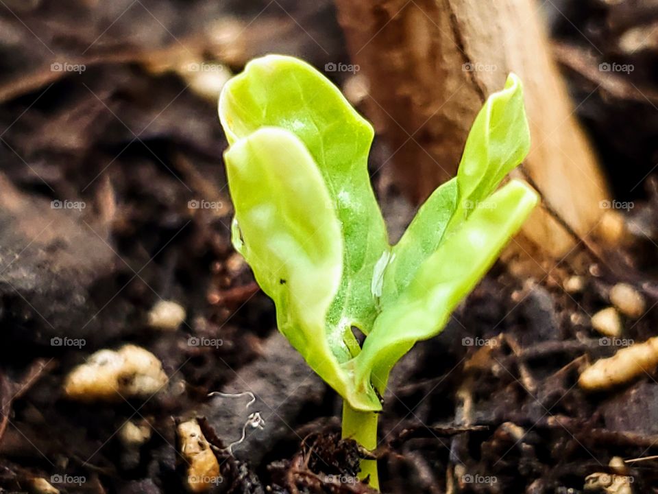 Sprouting plant