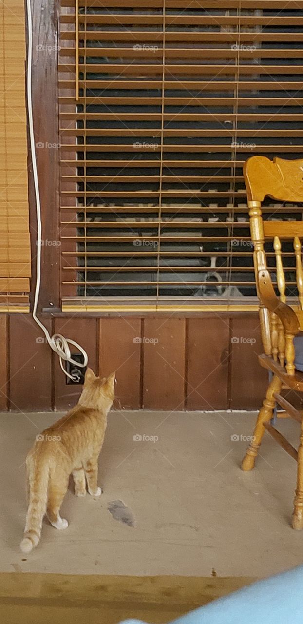 hey, what is moving out there??